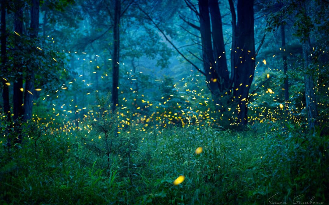 A Firefly Ballet